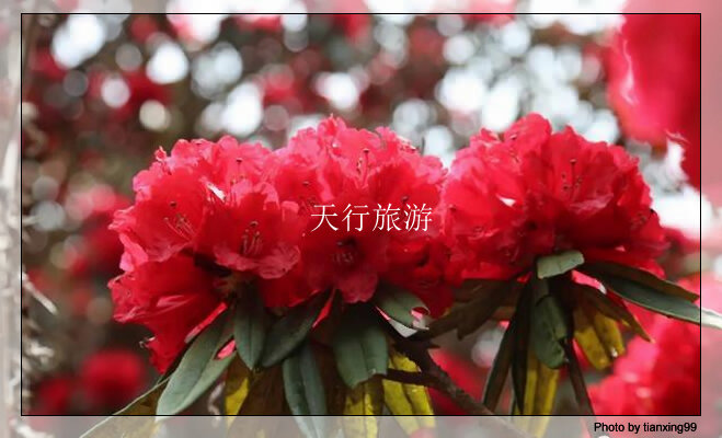 云南包車游攻略，內(nèi)含多條詳細(xì)路線推薦其三