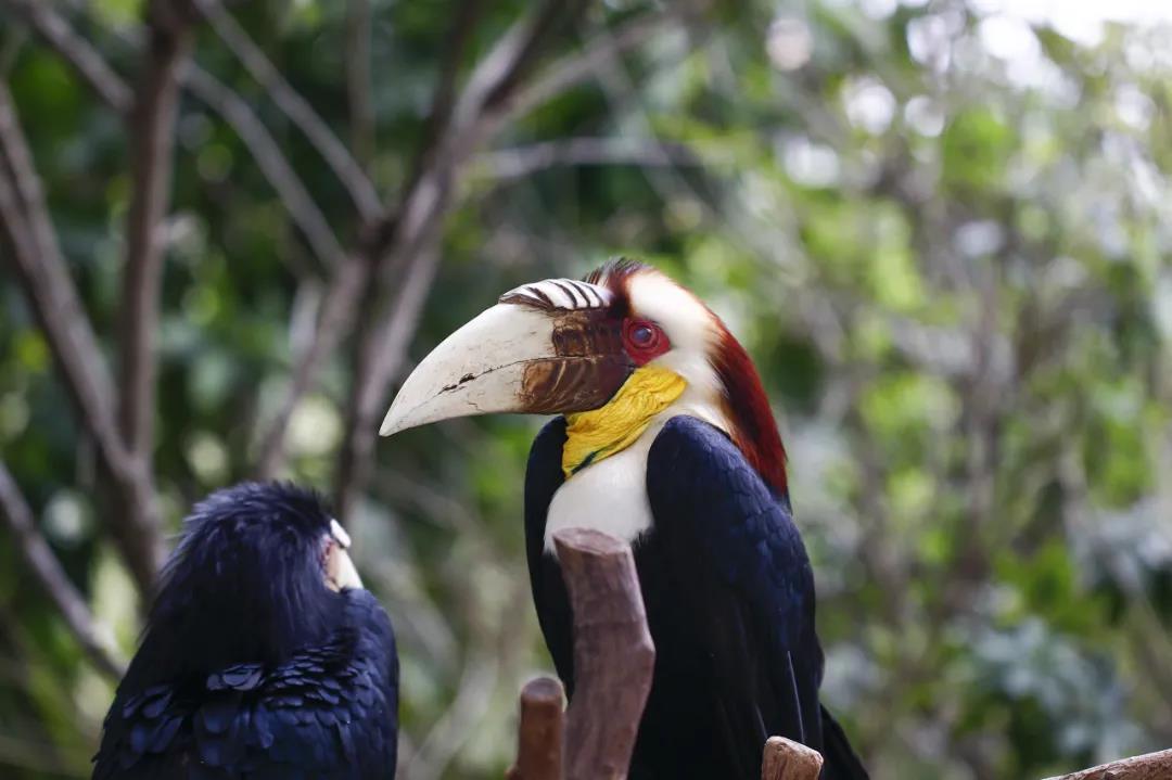 云南野生動(dòng)物園