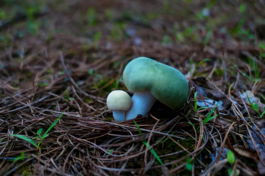 野生菌的N種吃法，沒有一朵jier能逃出云南人的餐桌
