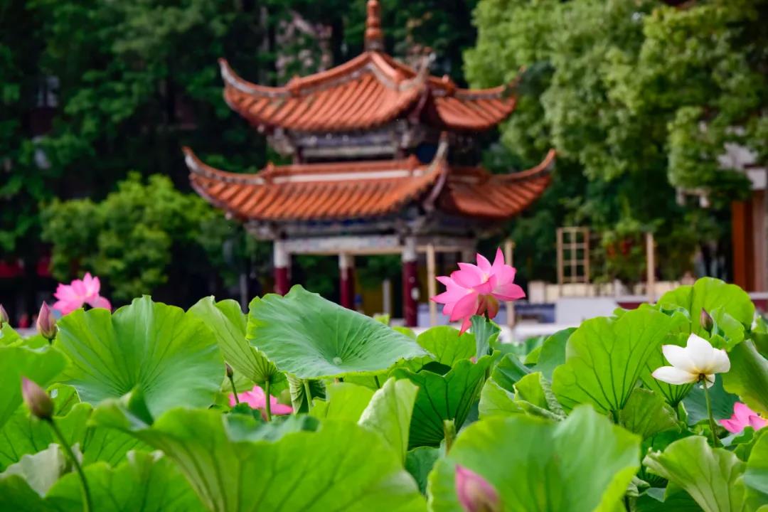 夏日云南這些地方荷花早已盛放,或潔白素雅、或紅如胭脂等你來賞荷