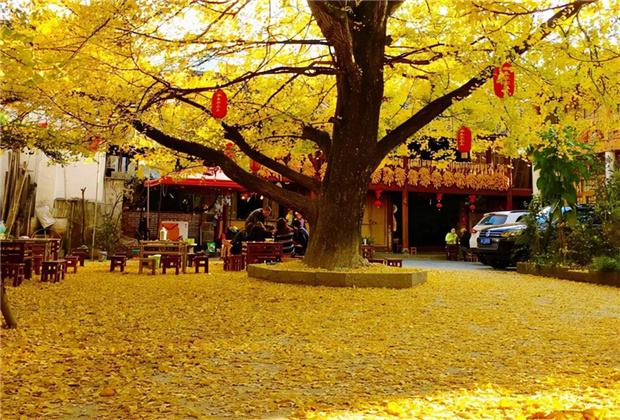 云南傳媒公司：騰沖銀杏村：許你一個(gè)金色的童話世界！！