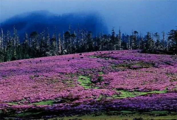 云南露營(yíng)場(chǎng)地：香格里拉花開(kāi)成海！錯(cuò)過(guò)要等一年！