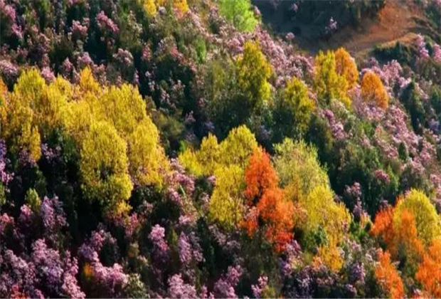 云南傳媒公司：轎子雪山即將迎來(lái)最盛花期，滿山杜鵑美哭了