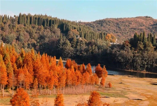 云南傳媒公司：水杉紅了，冬天的昆明美爆了！