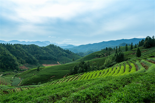 云南旅游 普者黑深藏在云南群山中的人間絕色！美在隨風(fēng)搖曳的萬畝荷花海